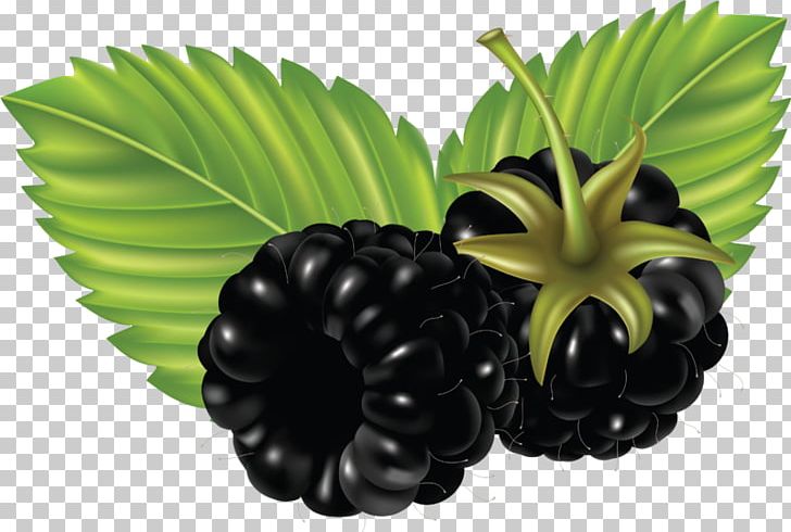 Blackberry Computer Icons Desktop PNG, Clipart, Berry, Blackberry, Blackcurrant, Computer, Computer Icons Free PNG Download