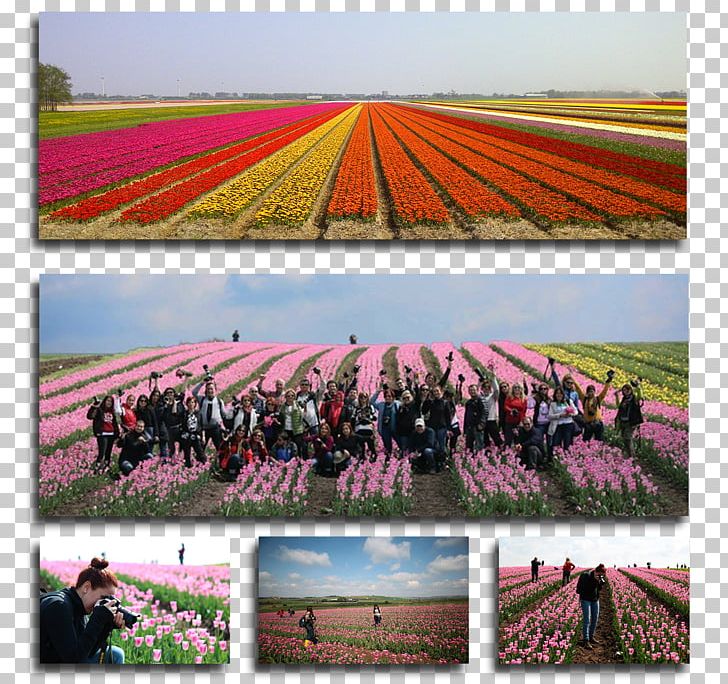 Kelebekler Vadisi Tulip Flower Mardin Province Plant PNG, Clipart, Agriculture, Crop, Ecoregion, Europe, Field Free PNG Download