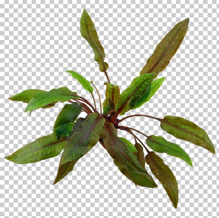 Mi Oya Cryptocoryne Wendtii Aquatic Plants Aquarium Cryptocoryne Beckettii PNG, Clipart, Aquascaping, Arum, Bag, Branch, Cryptocoryne Free PNG Download