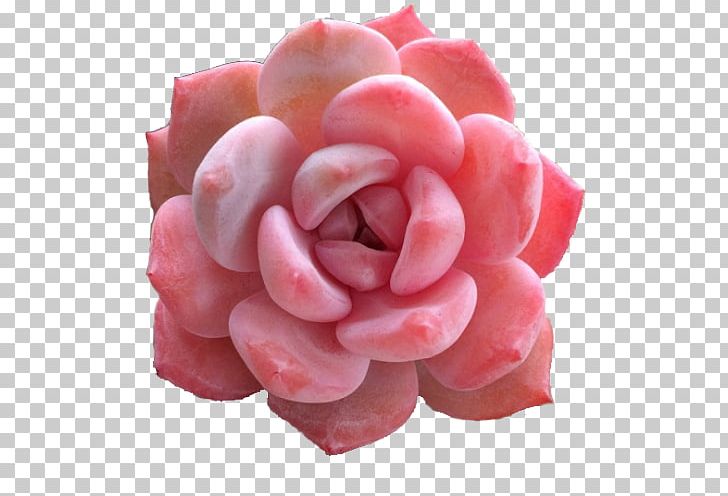 Succulent Plant Ornamental Horticulture Echeveria Garden Living Stone PNG, Clipart, Buttercream, Cactaceae, Echeveria, Flower, Food Drinks Free PNG Download