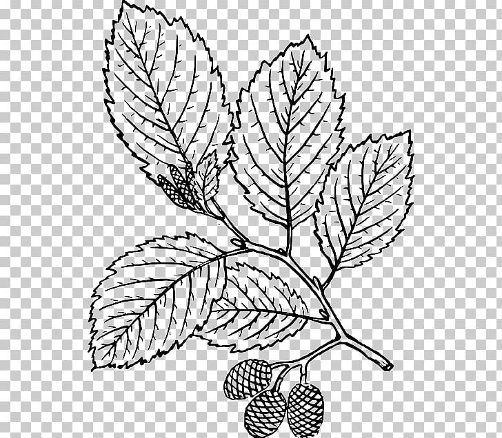 Tree Leaf Coloring Book Red Alder PNG, Clipart, Alder, Artwork, Autumn Leaf Color, Black And White, Botany Free PNG Download