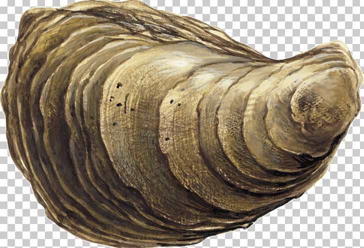 Cockle Conchology Sea Snail Seashell PNG, Clipart,  Free PNG Download