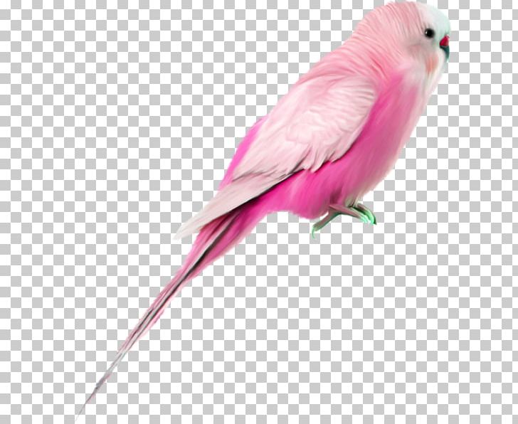 Hummingbird Galah Painting PNG, Clipart, Animal, Animals, Beak, Bird, Birds Free PNG Download