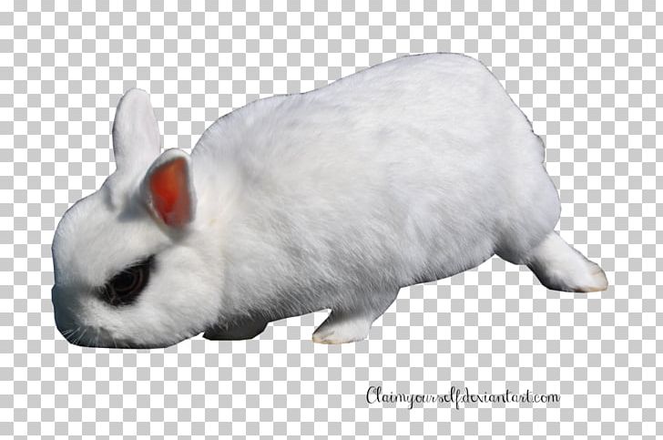 White Rabbit Hare European Rabbit Domestic Rabbit PNG, Clipart, Animal Figure, Animals, Computer Icons, Deviantart, Domestic Rabbit Free PNG Download