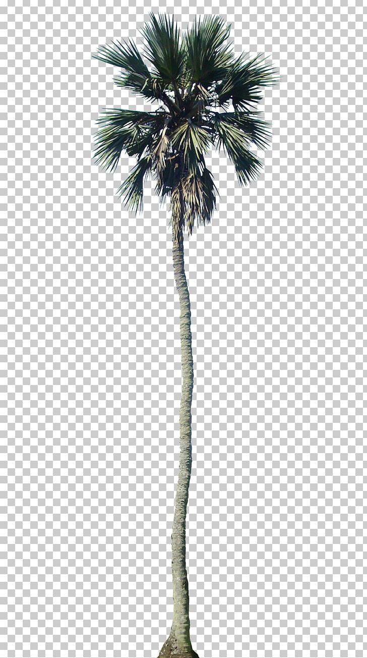 Arecaceae California Palm Tree Dypsis Decaryi PNG, Clipart, Architectural Rendering, Architecture, Arecales, Attalea Speciosa, Borassus Flabellifer Free PNG Download
