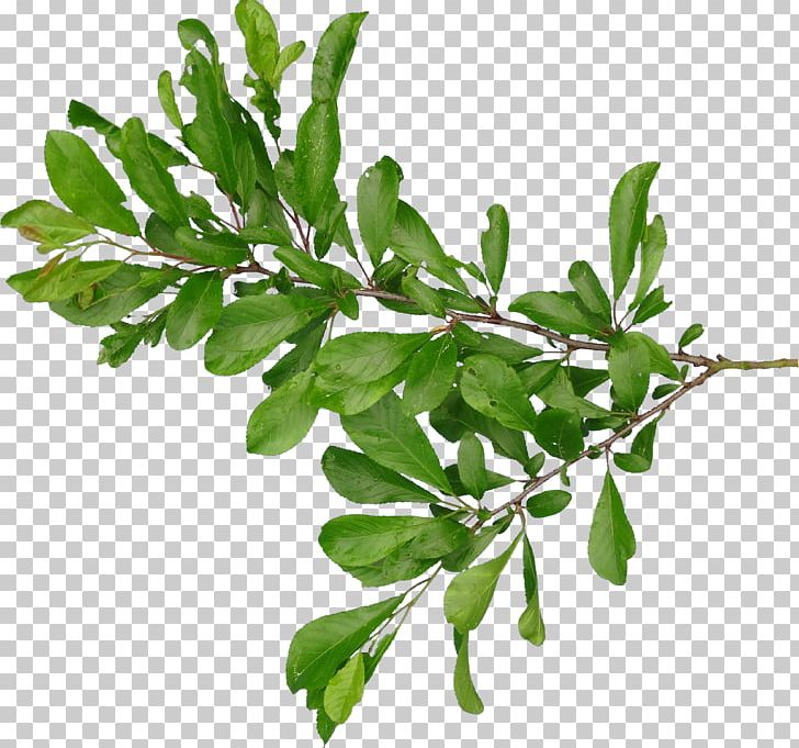 Branch Leaf PNG, Clipart, Branch, Computer Icons, Herb, Leaf, Leaf Vegetable Free PNG Download