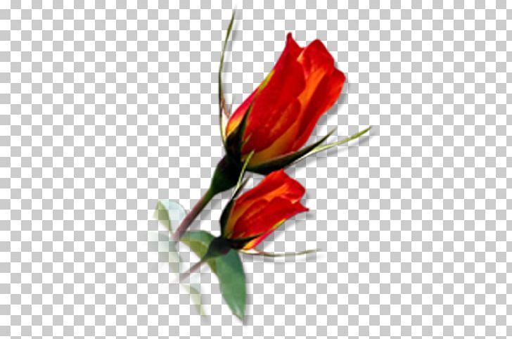 Cut Flowers Tulip Floral Design Floristry PNG, Clipart, Bud, Cut Flowers, Floral Design, Floristry, Flower Free PNG Download