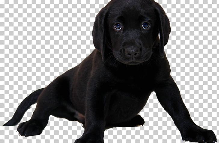 Labrador Retriever Puppy American Pit Bull Terrier PNG, Clipart, American Pit Bull Terrier, Animal, Animal Breeding, Animals, Black Mouth Cur Free PNG Download