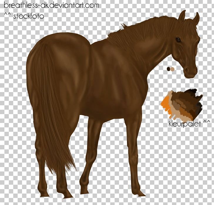 Mustang Mare Foal Stallion Halter PNG, Clipart,  Free PNG Download