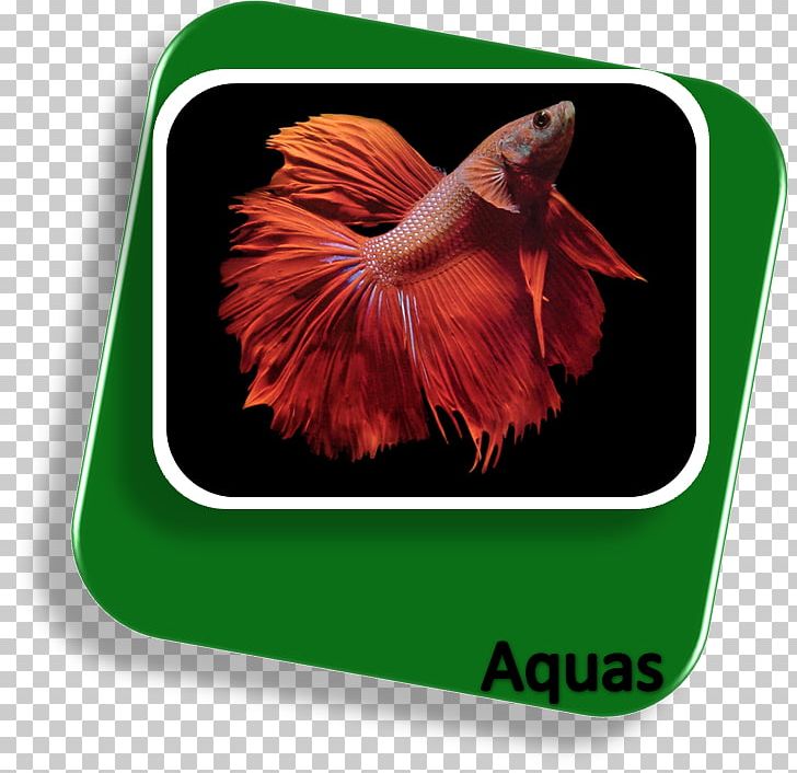 Siamese Fighting Fish Koi Goldfish Aquarium Fish Live PNG, Clipart, Anabantoidei, Animals, Aquarium, Butterfly Koi, Desktop Wallpaper Free PNG Download