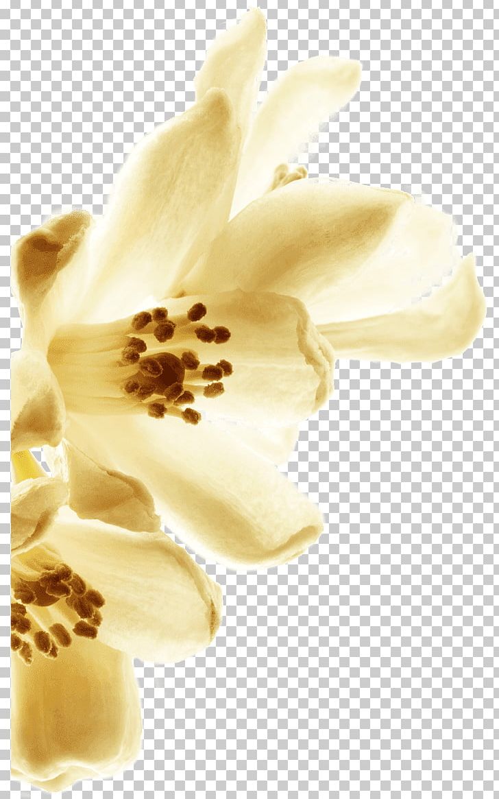 Chanel Grasse Tuberose Petal Flower PNG, Clipart, Brands, Cananga Odorata, Chanel, Coco Chanel, Female Free PNG Download