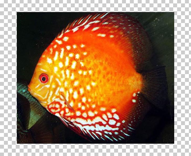 Discus Aquarium Ornamental Fish Blood-red Parrot Cichlid PNG, Clipart, Animals, Aquarienpflanze, Aquarium, Coral Reef Fish, Discus Free PNG Download