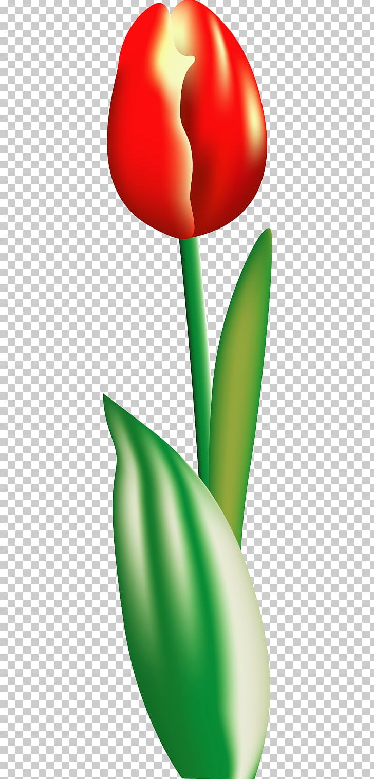 Flower Tulip PNG, Clipart, Adobe Illustrator, Computer Wallpaper, Download, Encapsulated Postscript, Flowers Free PNG Download