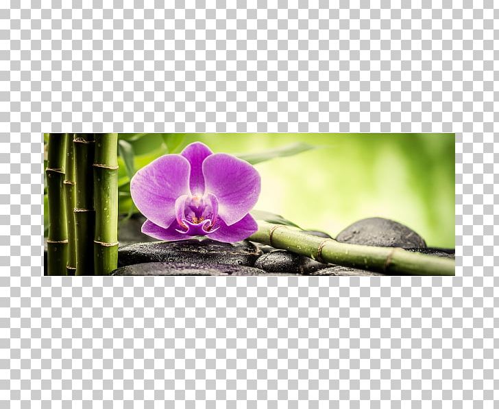 Orchids Canvas Glass Glasbild Kunstdruck PNG, Clipart, Canvas, Color, Flora, Flower, Flowering Plant Free PNG Download
