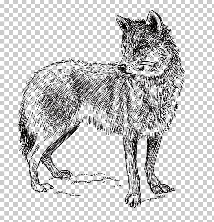 Arctic Wolf Coyote Iberian Wolf Wolf Walking PNG, Clipart, Angry Wolf Face, Animal, Animals, Black And White, Black Wolf Free PNG Download