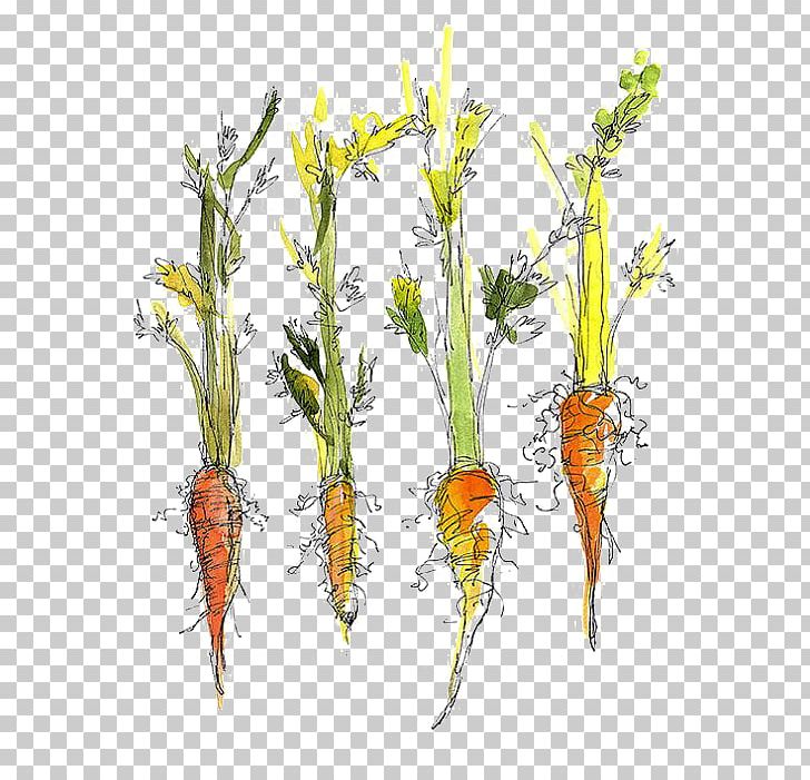 Carrot Vegetable Drawing Food Kitchen Garden PNG, Clipart, Branch, Bunch Of Carrots, Carrot Juice, Carrots, Cartoon Carrot Free PNG Download