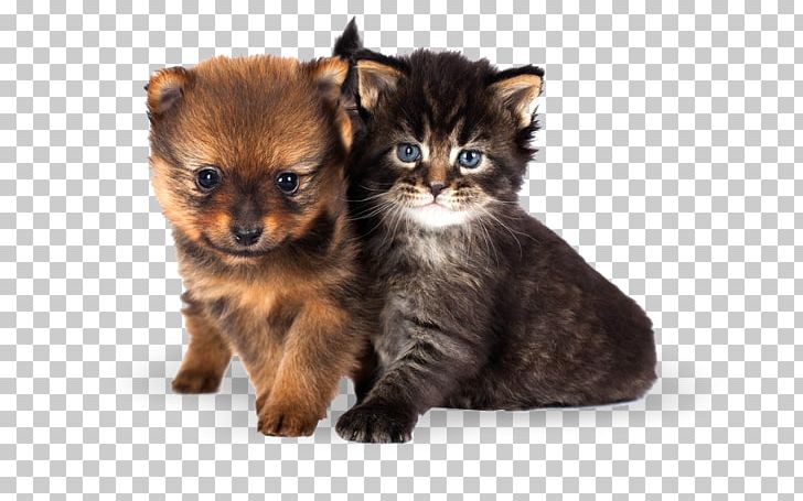 Kitten Cat Puppy Dachshund Yorkshire Terrier PNG, Clipart, Animal, Animals, Carnivoran, Cat Like Mammal, Dog Breed Free PNG Download