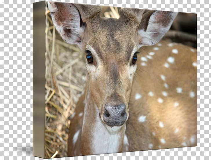 White-tailed Deer Deer Hunting Chital PNG, Clipart, Animal, Animals, Art, Chital, Deer Free PNG Download