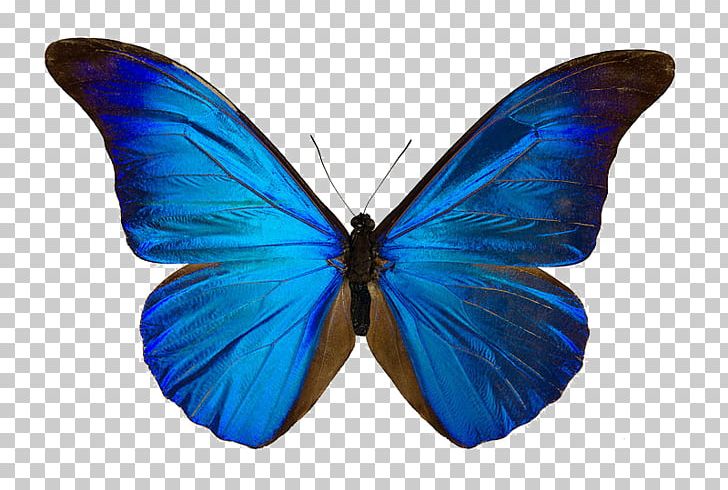 Butterfly Menelaus Blue Morpho Drawing Art Morpho Didius PNG, Clipart, Arthropod, Blue, Brush Footed Butterfly, Color, Common Blue Free PNG Download