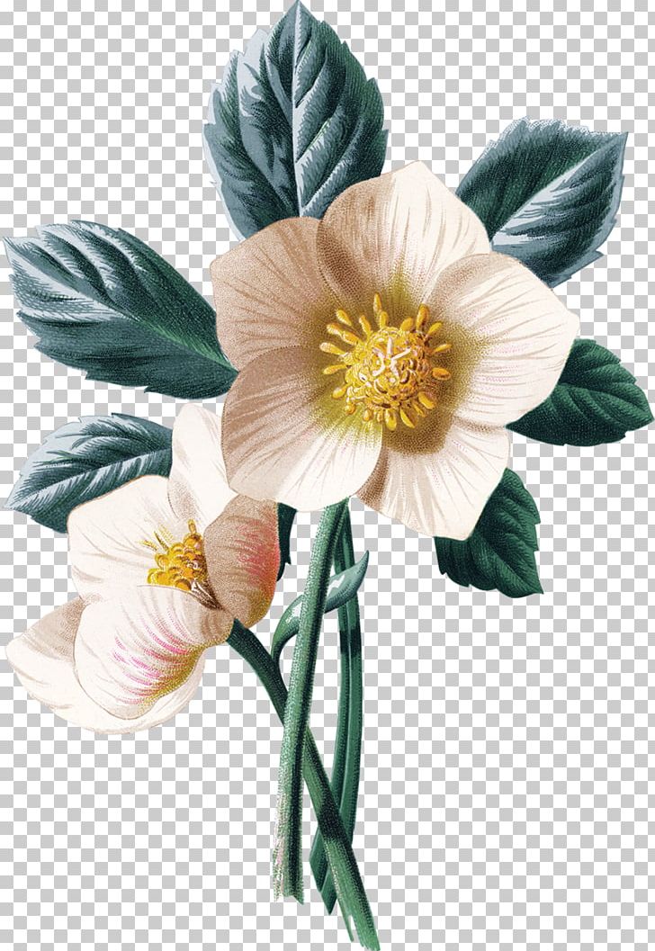 Helleborus Niger Flower Rose PNG, Clipart, Art, Botanical Illustration, Christmas, Cut Flowers, Drawing Free PNG Download
