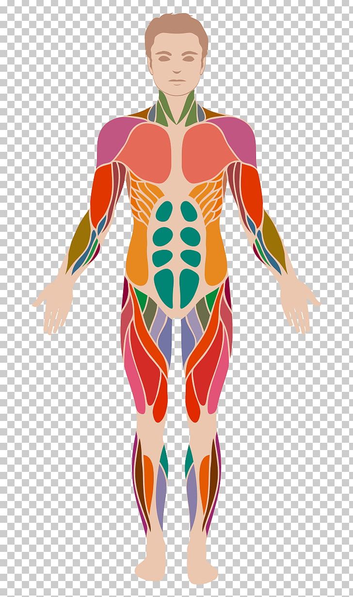 Human Body Anatomy Muscle Muscular System PNG, Clipart, Anatomy, Appetite, Arm, Art, Costume Free PNG Download