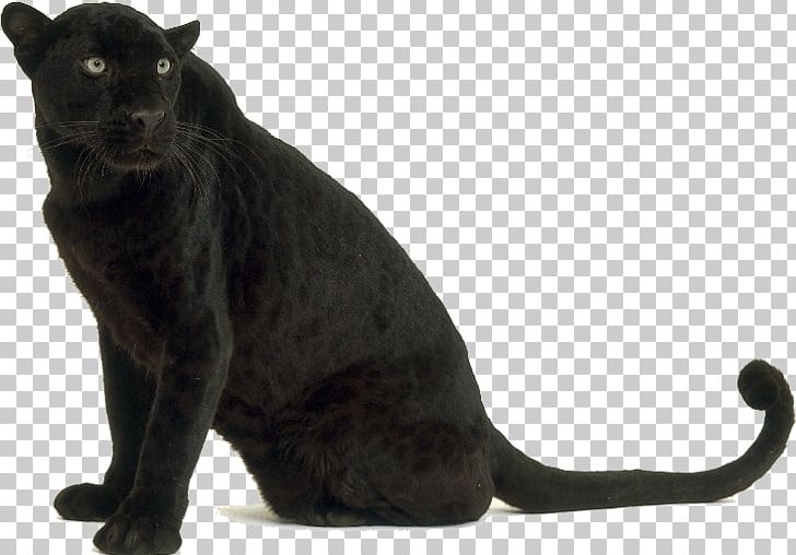 Leopard Black Panther Tiger Jaguar Bengal Cat PNG, Clipart, Animal, Animals, Big Cat, Big Cats, Black Cat Free PNG Download