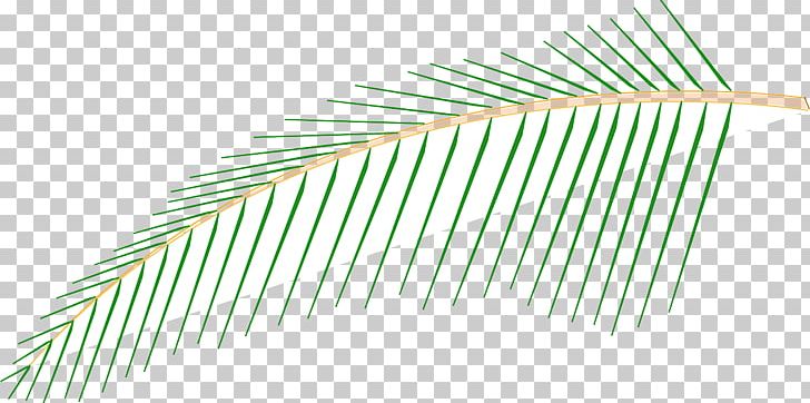 Line Grasses Angle PNG, Clipart, Angle, Arecaceae, Art, Coconut Tree, Family Free PNG Download