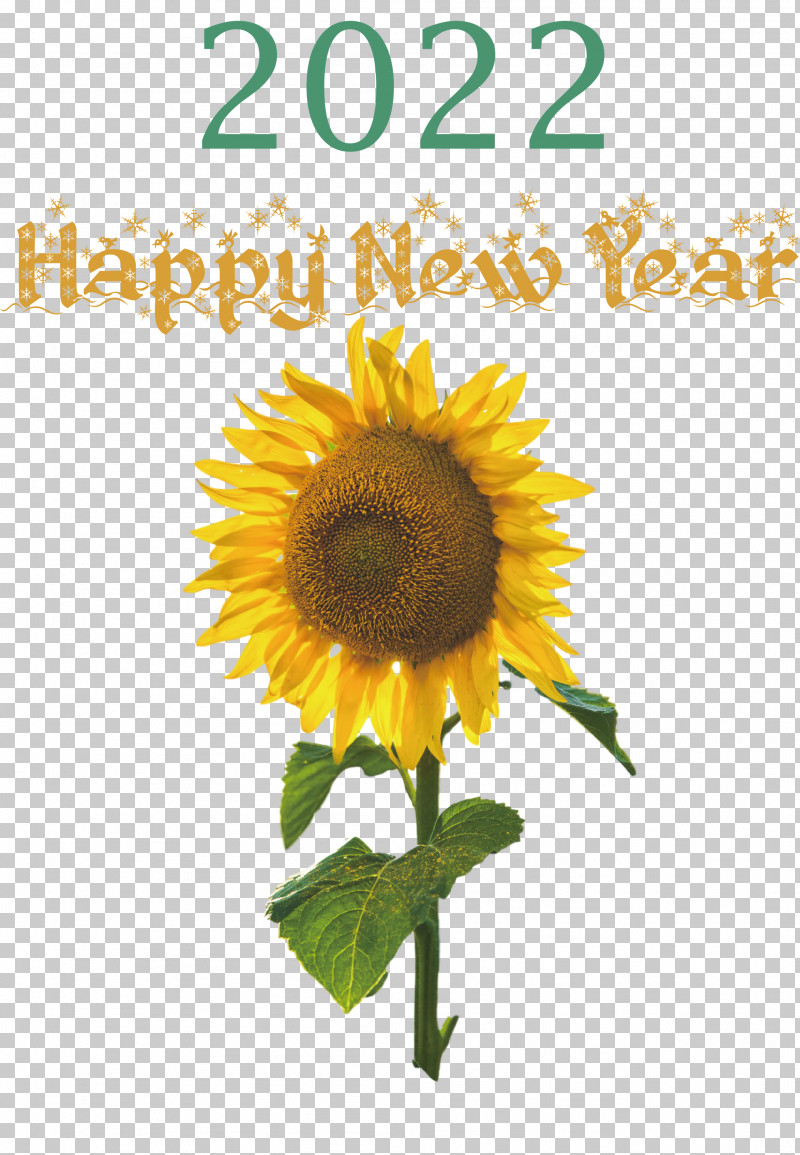 2022 Happy New Year 2022 New Year 2022 PNG, Clipart, Biology, Common Daisy, Common Sunflower, Cut Flowers, Daisy Family Free PNG Download