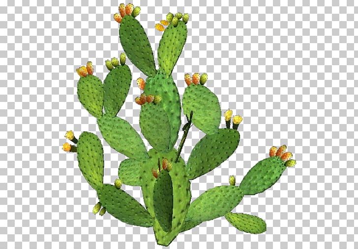 Barbary Fig Eastern Prickly Pear Plant Nopal Stenocereus Thurberi PNG, Clipart, Barbary Fig, Cactaceae, Cactus, Cactus Family, Caryophyllales Free PNG Download