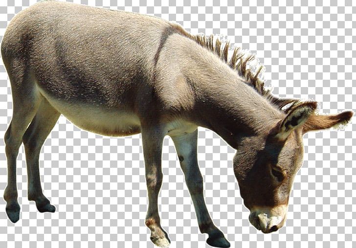 Donkey Aasi Horse PNG, Clipart, Animal, Computer Icons, Cover Art, Donkey, Donkey Kong Free PNG Download