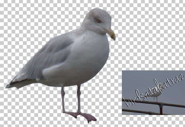 Gulls Seabird European Herring Gull Shorebirds PNG, Clipart, American Herring Gull, Animal, Animals, Beak, Bird Free PNG Download