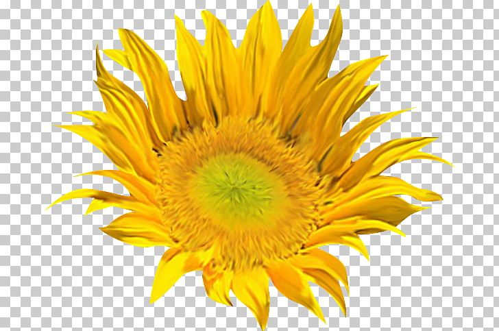 Common Sunflower PNG, Clipart, Common Sunflower, Daisy Family, Desktop Wallpaper, Flower, Flowering Plant Free PNG Download