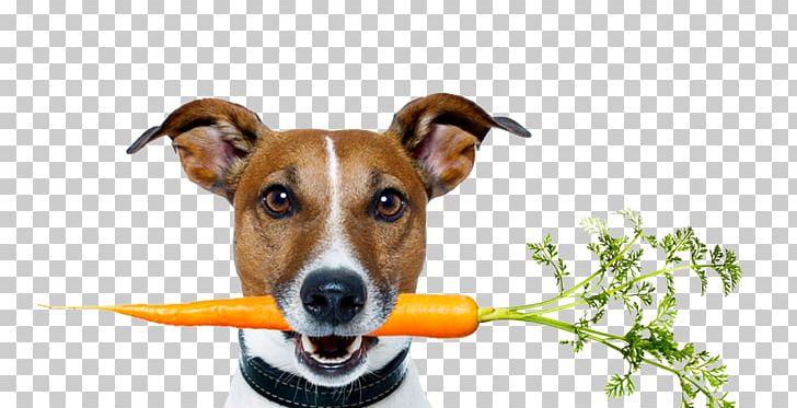Dog Food Raw Foodism Dog Health PNG, Clipart, Animals, Carrot, Companion Dog, Dog, Dog Breed Free PNG Download
