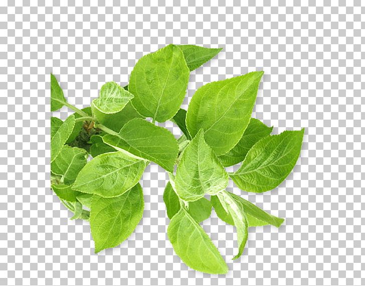 Lemon Basil Spring Greens Herbalism Spinach PNG, Clipart, Apple Tree, Basil, Herb, Herbalism, Leaf Free PNG Download