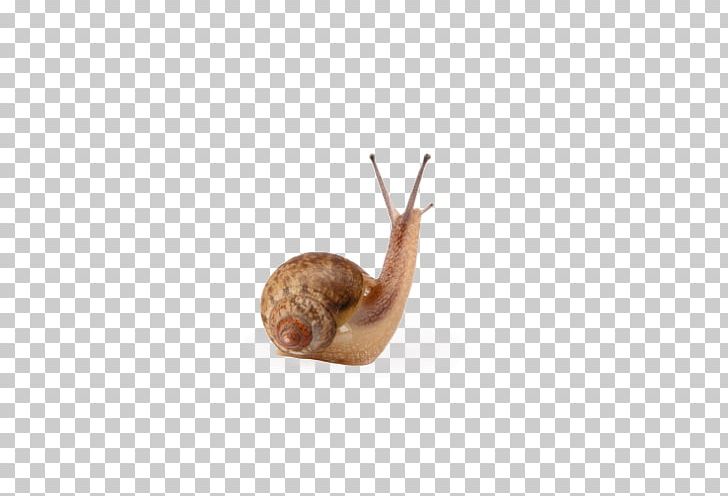 Snail Escargot Caracol Mucus PNG, Clipart, Animals, Blog, Caracol, Creative, Download Free PNG Download