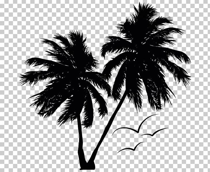 Arecaceae PNG, Clipart, Arecales, Attalea Speciosa, Black And White, Borassus Flabellifer, Branch Free PNG Download