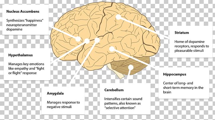 Brain Human Behavior Diagram PNG, Clipart, Behavior, Brain, Diagram, Homo Sapiens, Human Behavior Free PNG Download