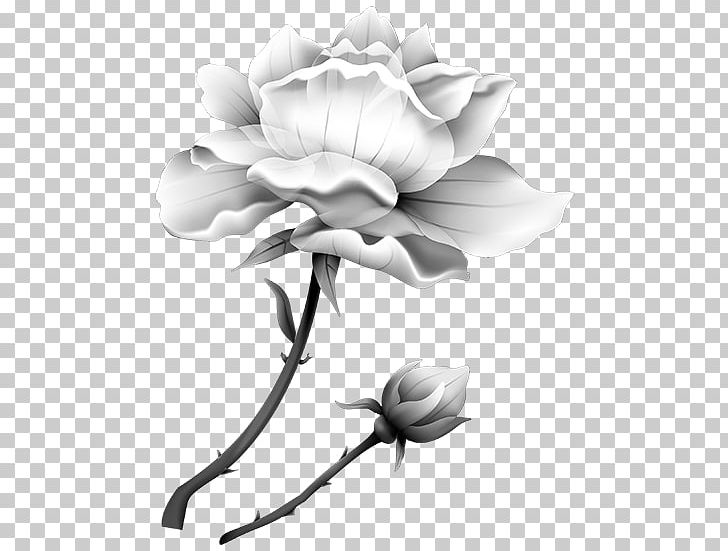 Garden Roses Flower Vegetable PNG, Clipart, Ayraclar, Black And White, Cicek, Cicek Resimleri, Cut Flowers Free PNG Download