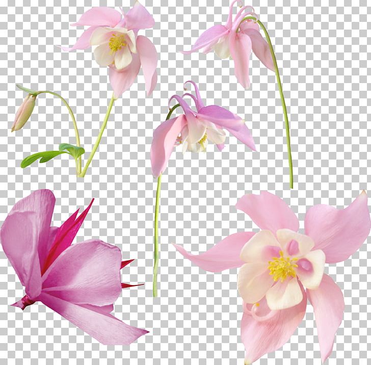 Portable Network Graphics Flower Photography PNG, Clipart, 2018, Diary, Digital Image, Flora, Floral Design Free PNG Download
