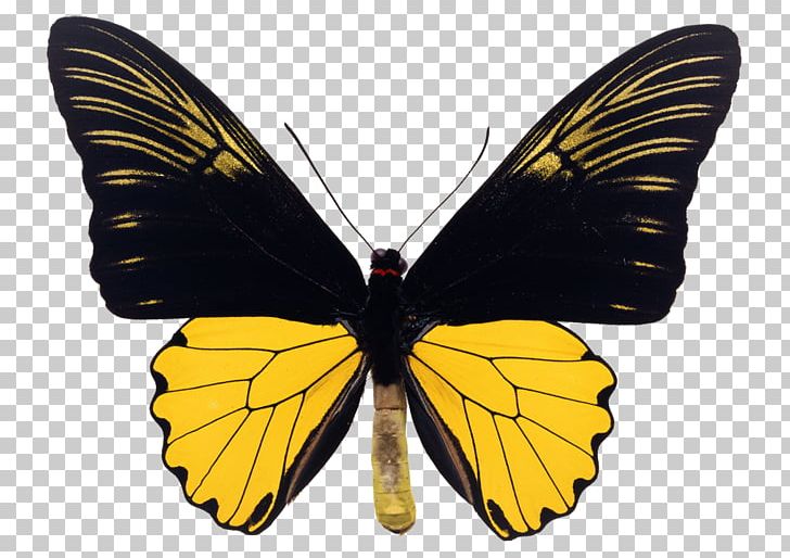 Swallowtail Butterfly Birdwing Clouded Yellow Troides Helena PNG, Clipart, Birdwing, Brush Footed Butterfly, Butte, Butterflies And Moths, Butterfly Clipart Free PNG Download
