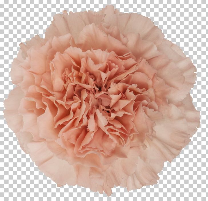 Carnation Pink Cut Flowers Rose PNG, Clipart, Burgundy, Candy, Carnation, Carnation Pink, Carnations Free PNG Download