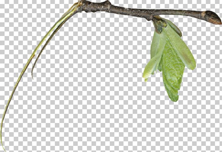Twig Leaf Root PNG, Clipart, Banana Leaves, Blade, Branch, Download, Fall Leaves Free PNG Download