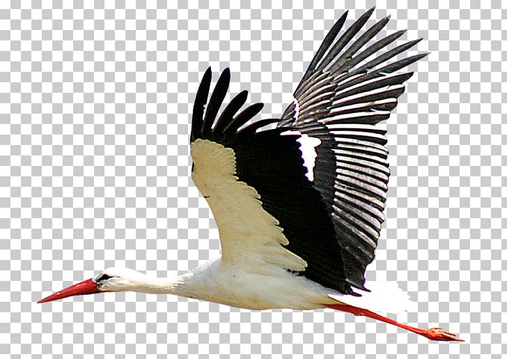 White Stork Crane PNG, Clipart, Beak, Bird, Ciconia, Ciconiiformes, Crane Free PNG Download