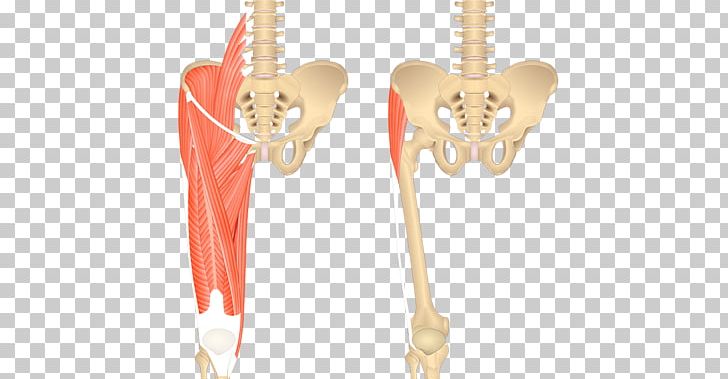 Adductor Brevis Muscle Adductor Muscles Of The Hip Adductor Longus Muscle Sartorius Muscle Adductor Magnus Muscle PNG, Clipart, Adduct, Adductor, Adductor Brevis Muscle, Adductor Longus, Adductor Longus Muscle Free PNG Download