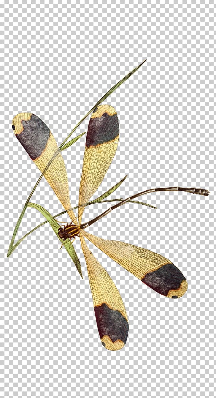Insect Butterfly Dragonfly Animation PNG, Clipart, Animals, Animation, Biodiversity Heritage Library, Butterfly, Download Free PNG Download