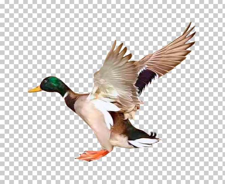 Mallard Goose Duck Bird Redhead PNG, Clipart, Animal, Animals, Beak, Bird, Bird Migration Free PNG Download