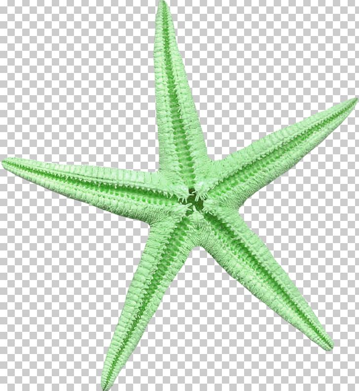 Starfish Linckia Laevigata Green PNG, Clipart, Animals, Banco De Imagens, Beach, Cartoon Starfish, Cutout Free PNG Download