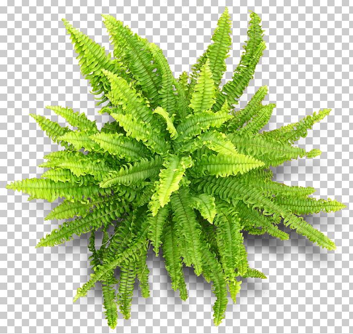 Vascular Plant Fern Herbalism PNG, Clipart, Chinoiserie, Fern, Ferns And Horsetails, Food Drinks, Herbalism Free PNG Download