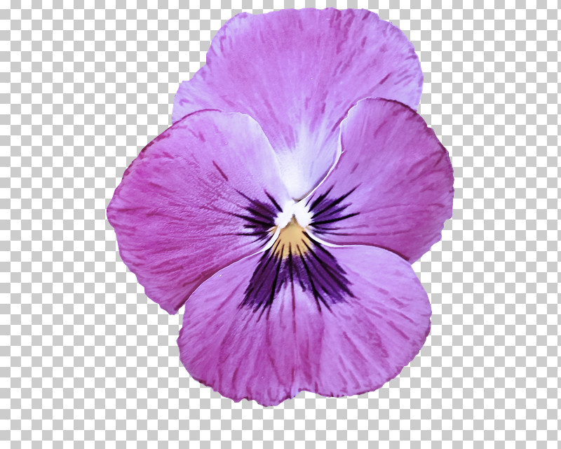 Flower Violet Petal Wild Pansy Purple PNG, Clipart, Flower, Pansy, Petal, Plant, Purple Free PNG Download