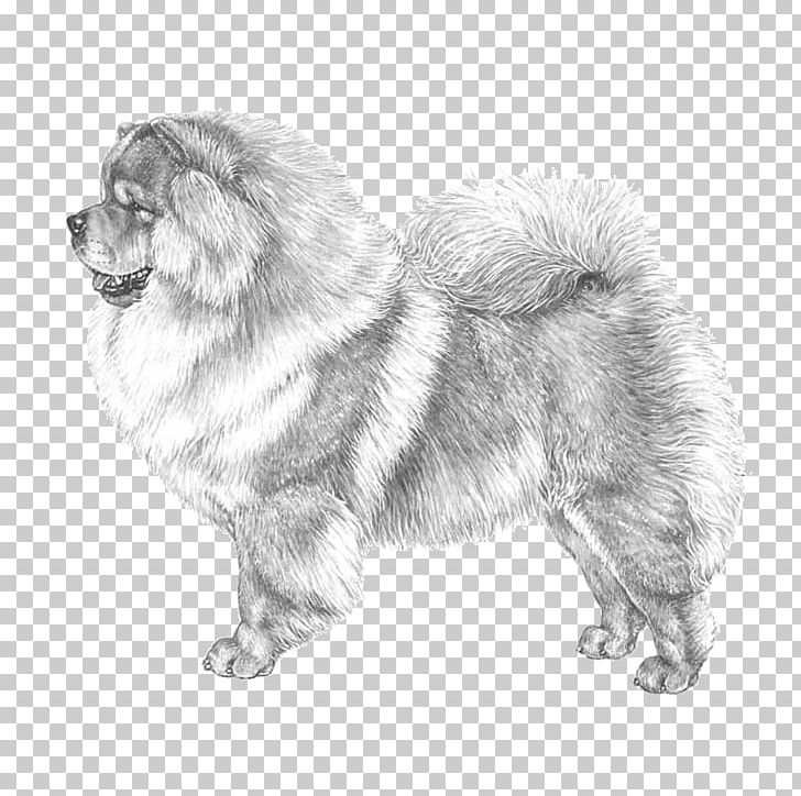 Dog Breed Chow Chow Companion Dog Akita Basenji PNG, Clipart, Ancient Dog Breeds, Animals, Black And White, Breed, Breed Standard Free PNG Download